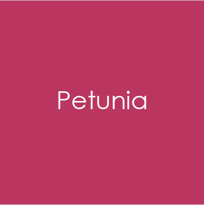 Gina K Designs - Petunia - CARD STOCK 8.5 X 11