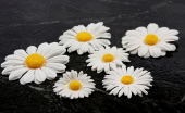 Innoscence Collection - Daisies